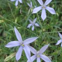 Laurentia hybrida 'Avant-garde Pink' fleur
